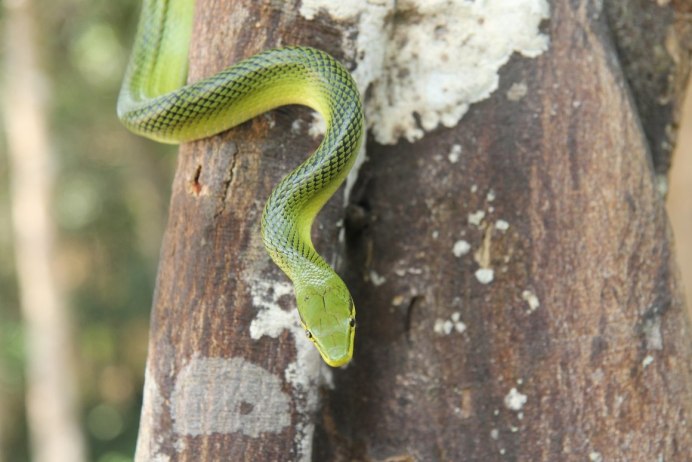 Колючая кустарниковая гадюка (Atheris hispida)