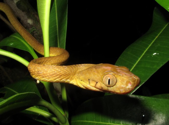 Кустарниковая гадюка (Atheris
