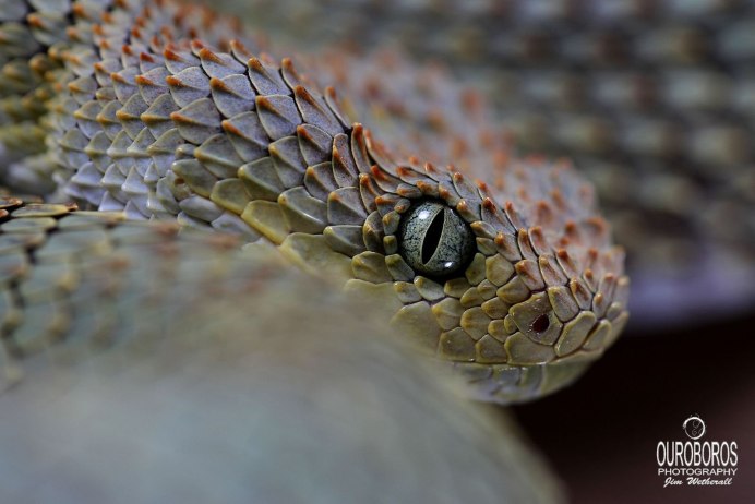 Кустарниковая гадюка (Atheris