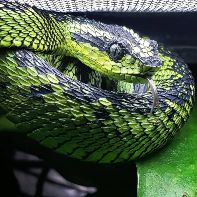 Кустарниковая гадюка (Atheris
