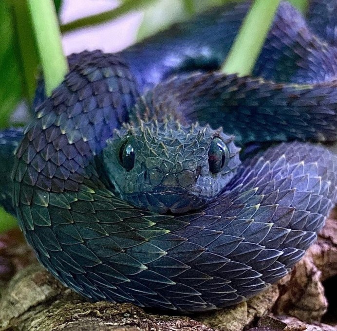 Шершавая древесная гадюка (Atheris squamigera)