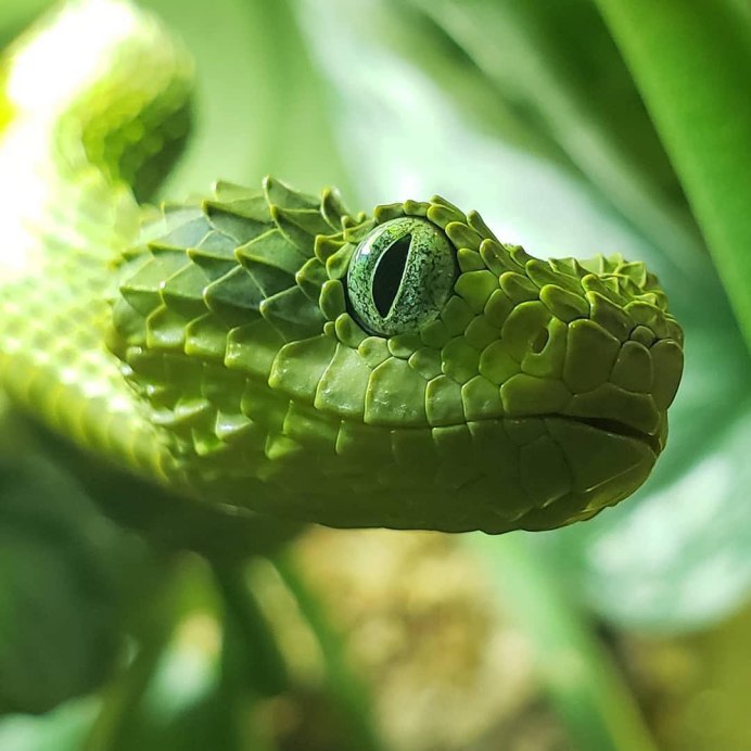 Chrysopelea Paradisi змея