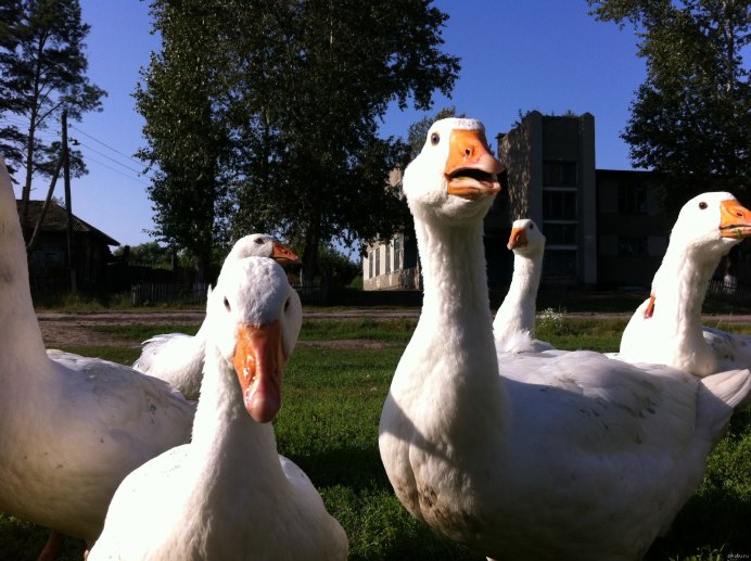 Гуси Мои гуси
