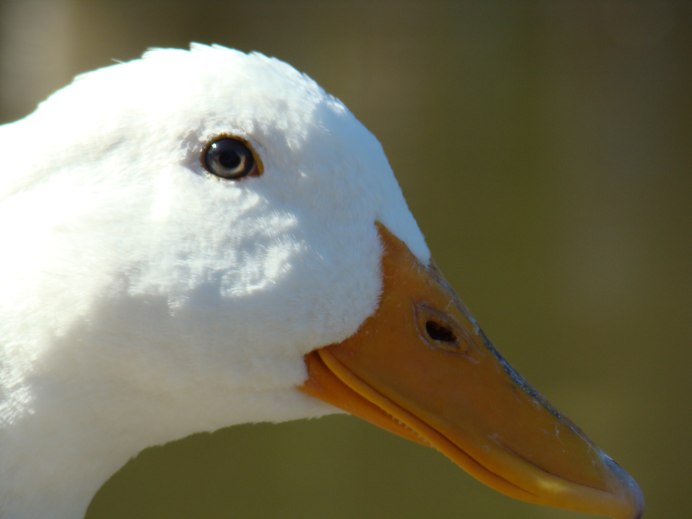 Хитрый Гусь