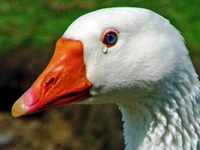 Удивленный Гусь