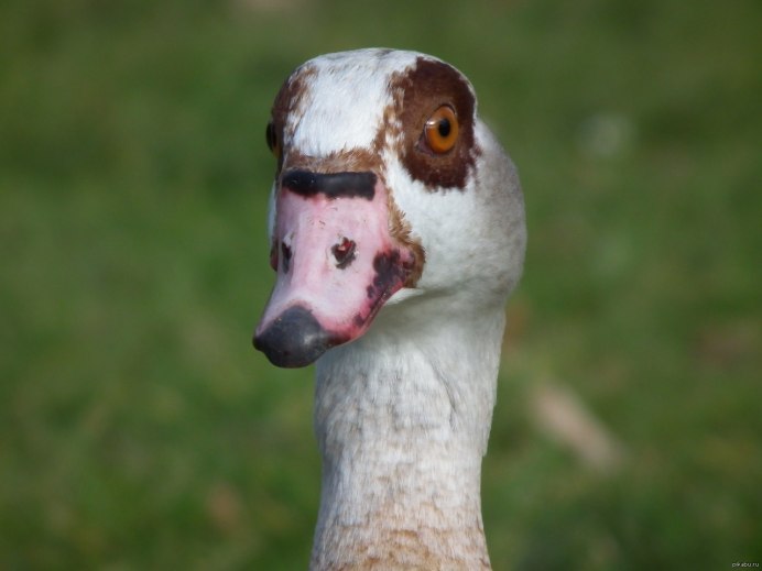 Бешеный Гусь