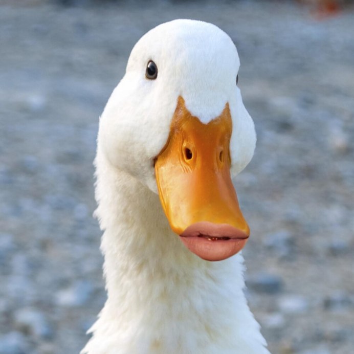 Гусь Андрей