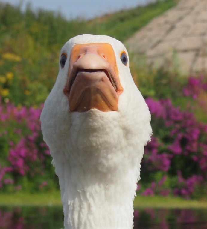 Селфи гусят