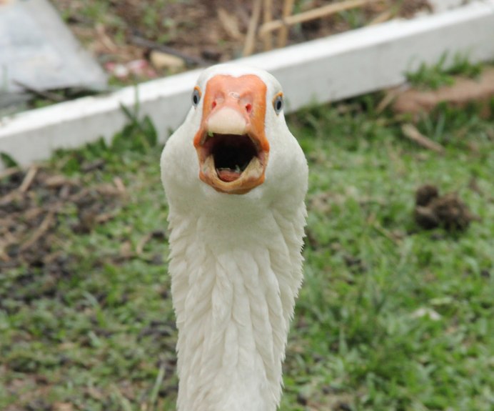 Гусь кричит