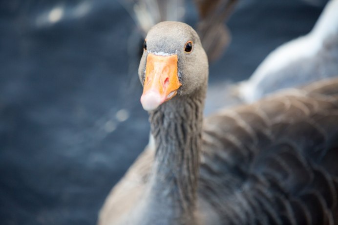 Крутой Гусь