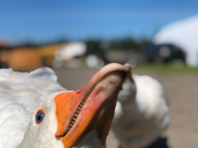 Гусь улыбается