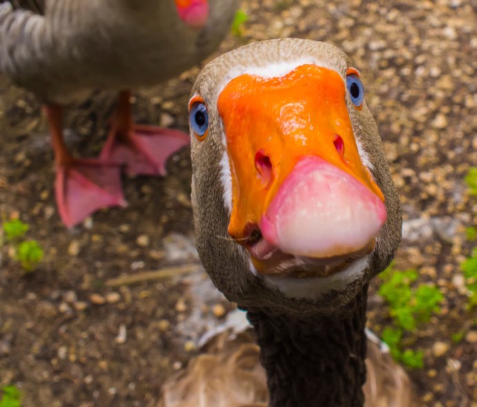 Странная утка