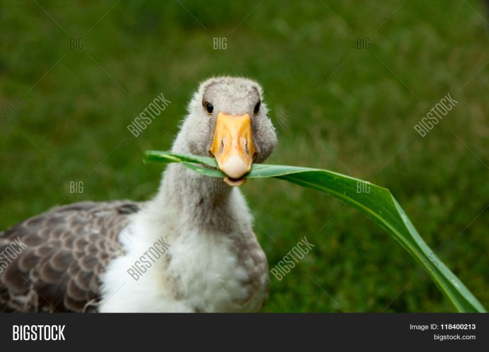 Гусь Лапчатый приколы