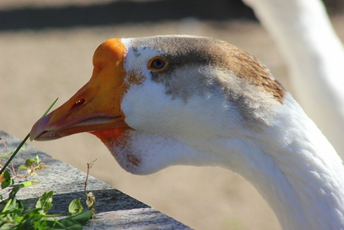 Пекинская хохлатая утка