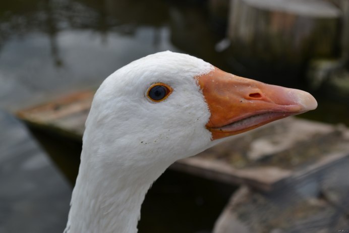 Грустный Гусь