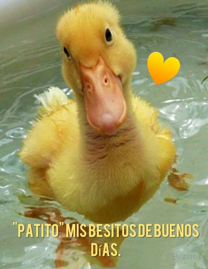 Смешные уточки