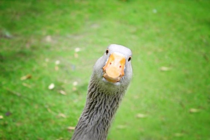 Смешной Гусь