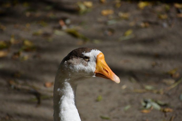 Саблезубый Гусь