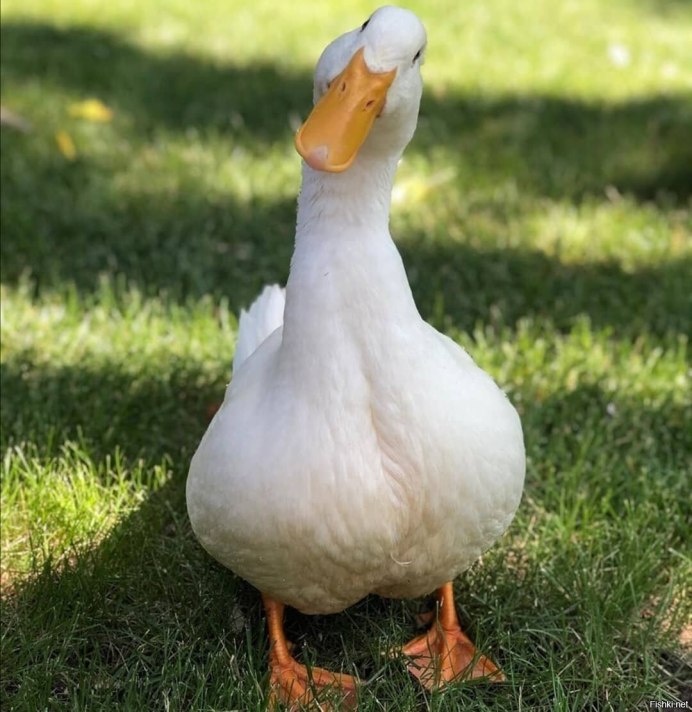 Королевский Гусь