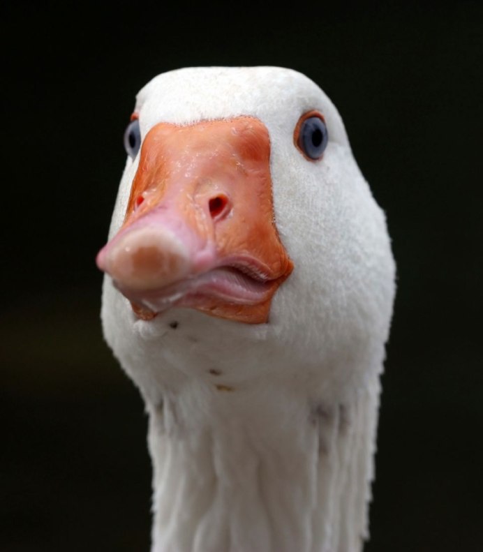 Гусь на аву