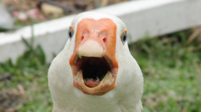 Гусь улыбается