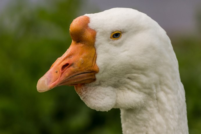 Гусь смешные картинки