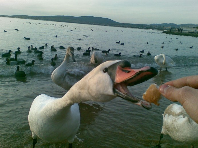 Голова гуся