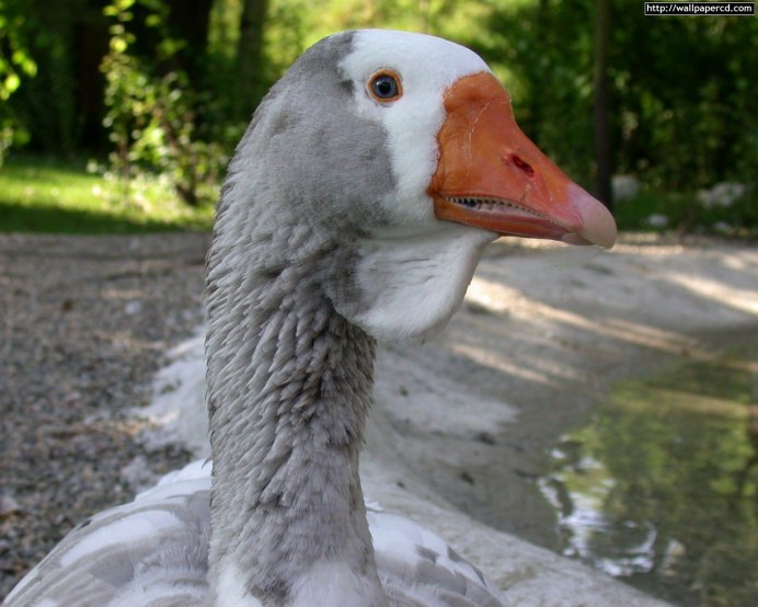 Дерзкий Гусь