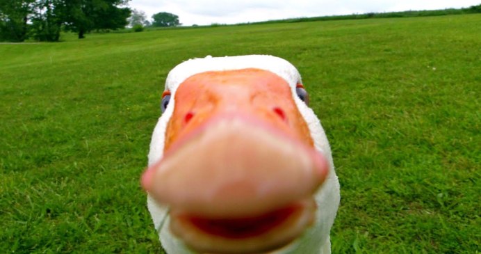 Мемы с гусём