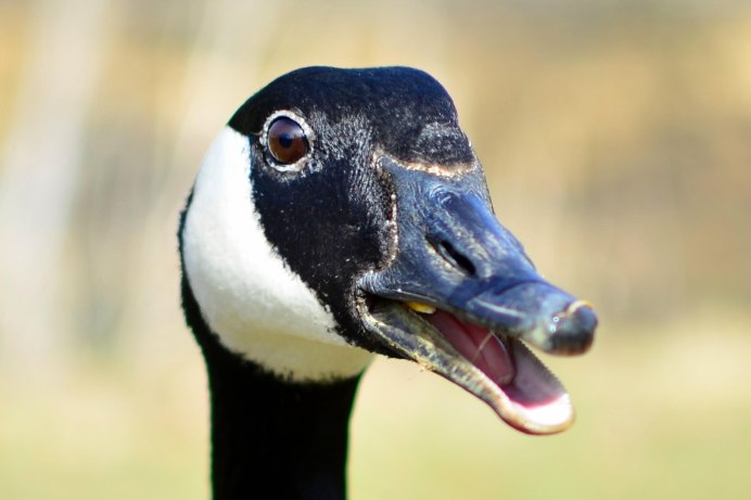 Звук Goose