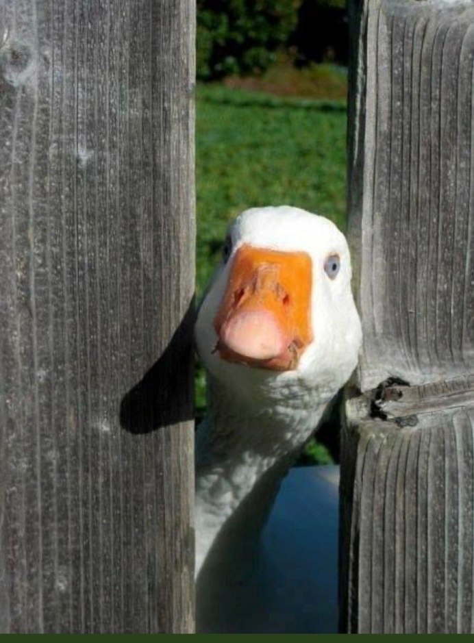 Смешная утка