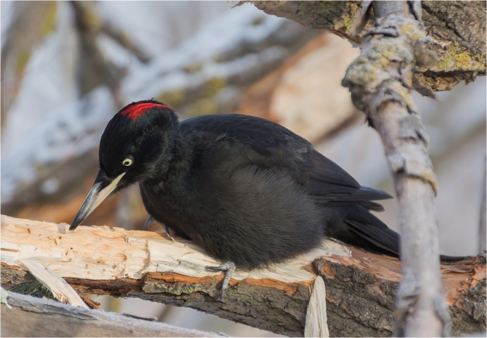 Blackbird черный Дрозд