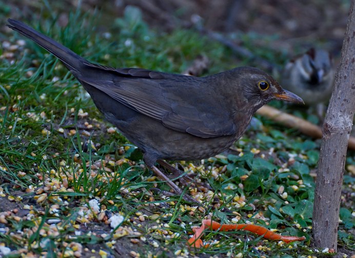 Дрозд чёрный (turdus Merula) 4к