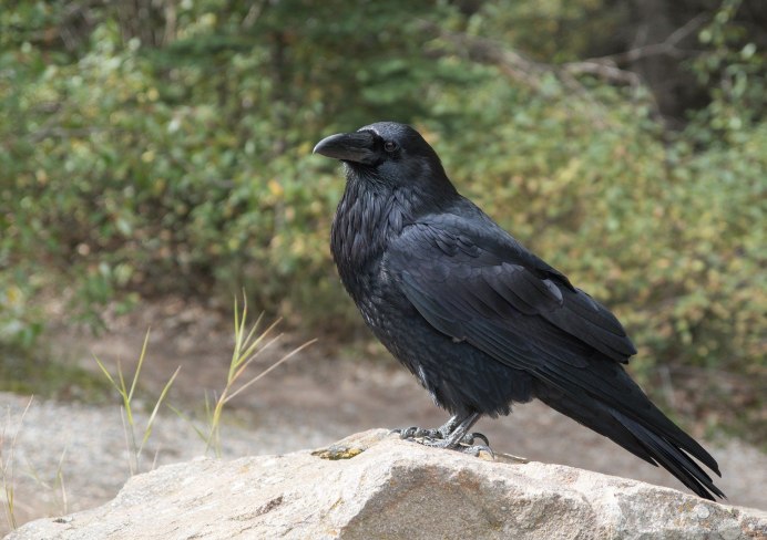 Turdus Serranus