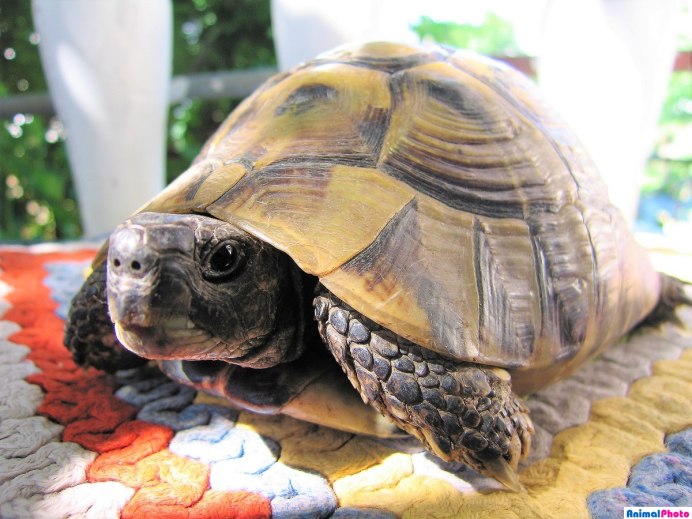 Red eared Slider Turtle