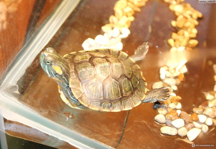 Trachemys scripta troostii