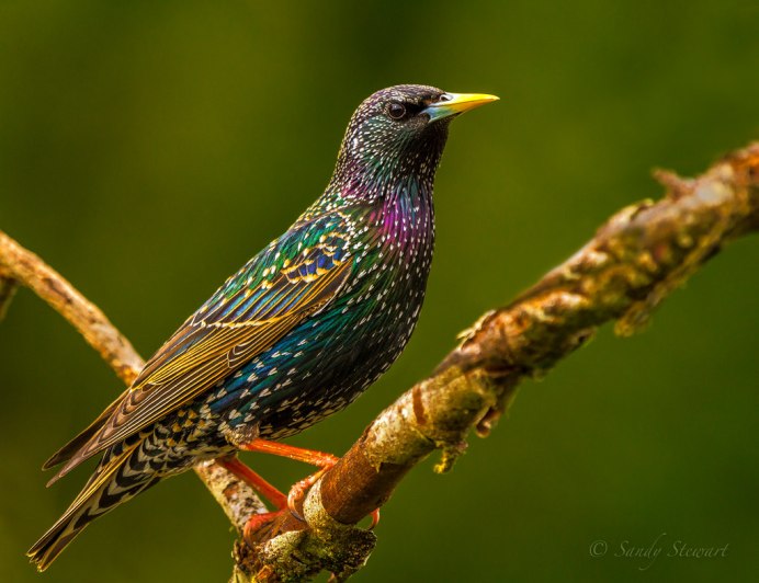 Blue-eared Starling птица