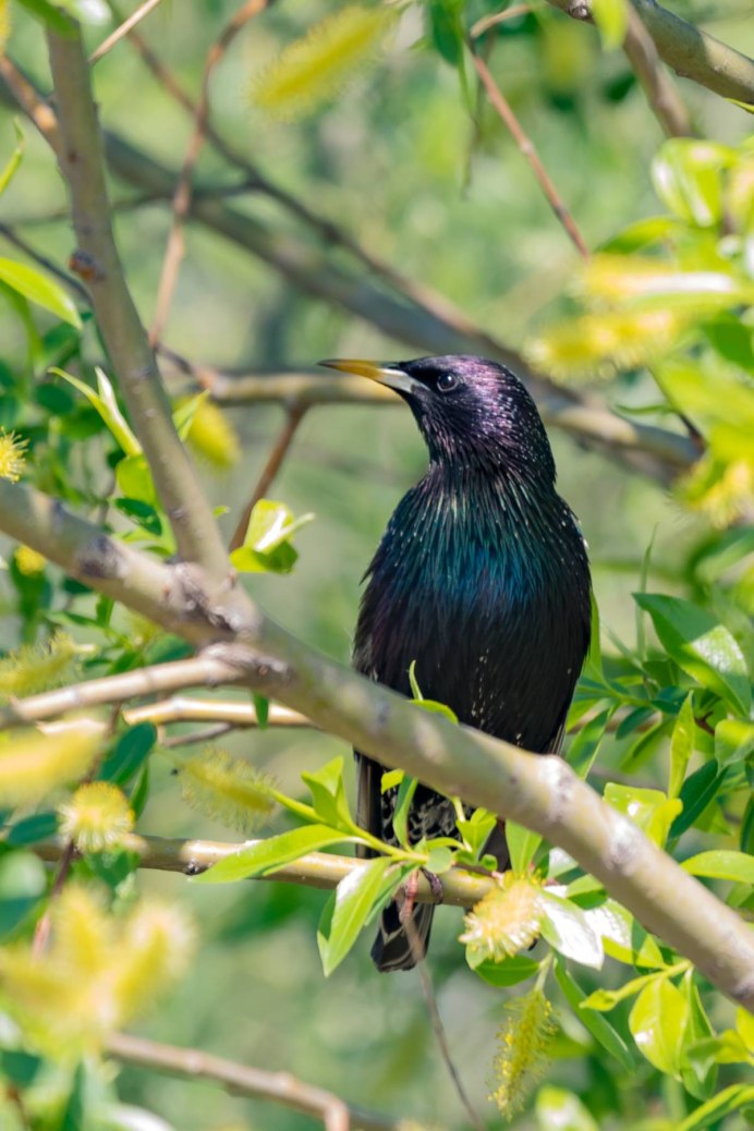 Lamprotornis chalybaeus