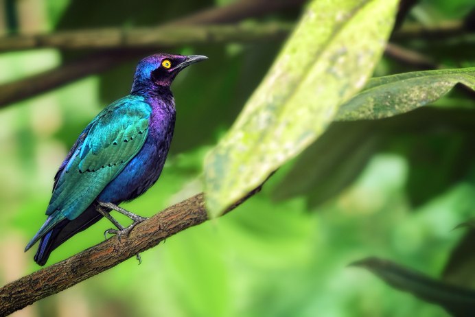 Lamprotornis purpuropterus
