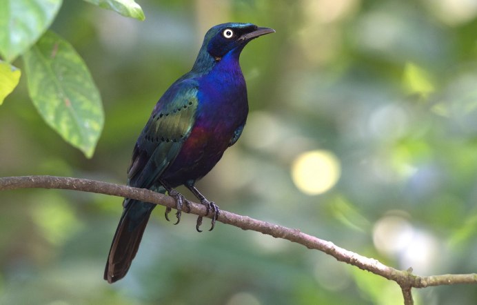 Пурпурный скворец Lamprotornis purpureus