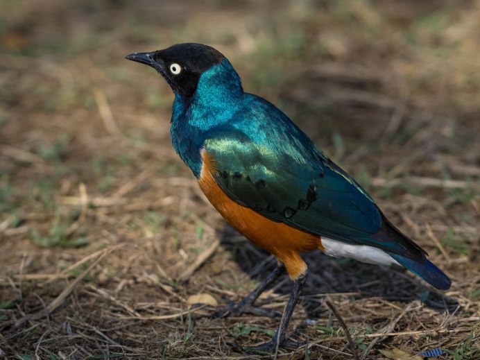 Lamprotornis chalybaeus