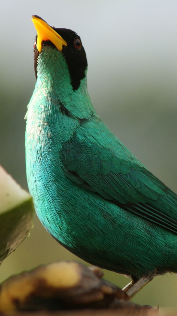 Lamprotornis Nitens