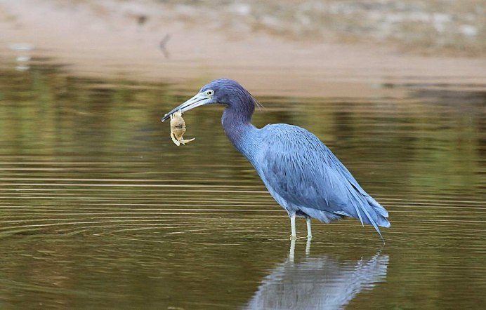 Great Blue Heron