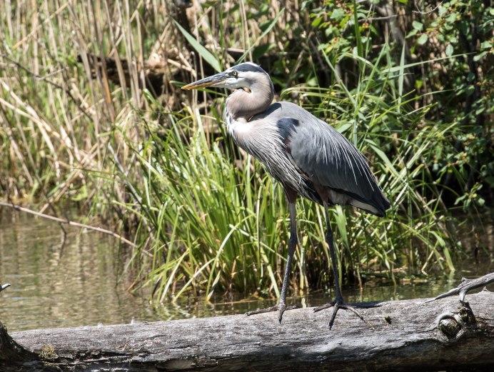 Great Blue Heron птица