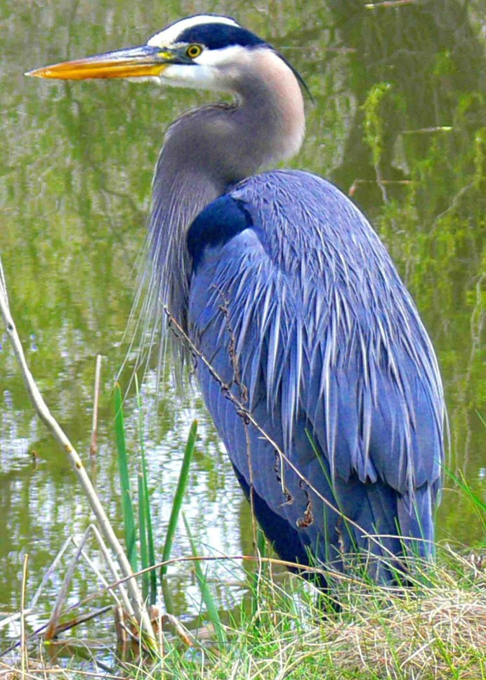Egretta caerulea