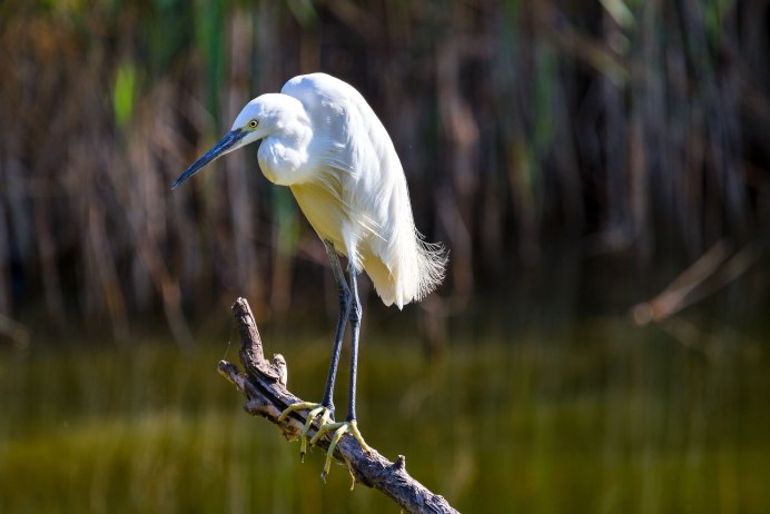 Great Blue Heron Ardea herodias