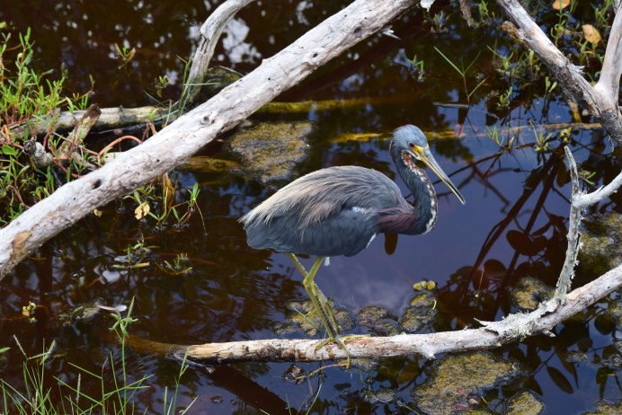 Heron "Heron"