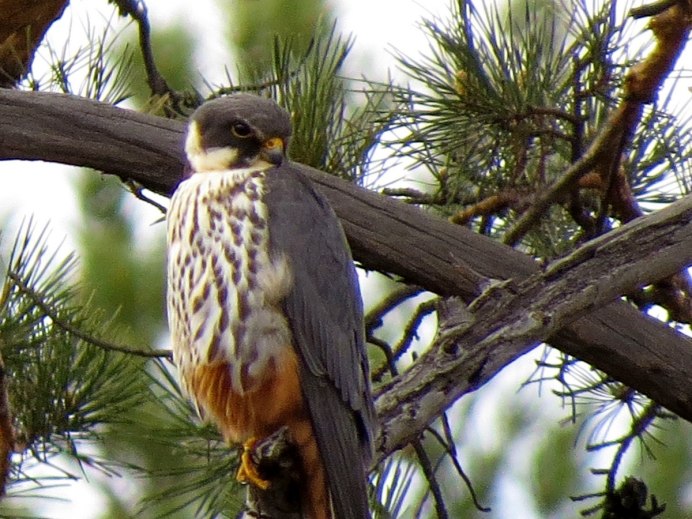 Falco chicquera