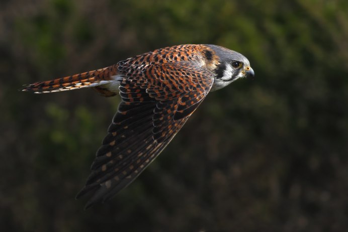 Кобчик (Falco vespertinus)