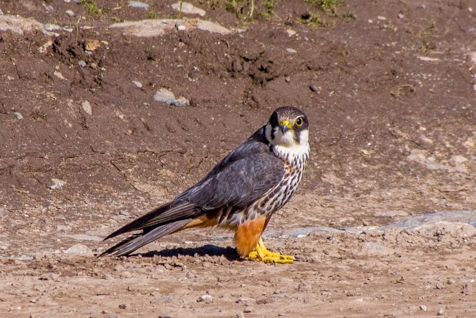 Чеглок (Falco Subbuteo